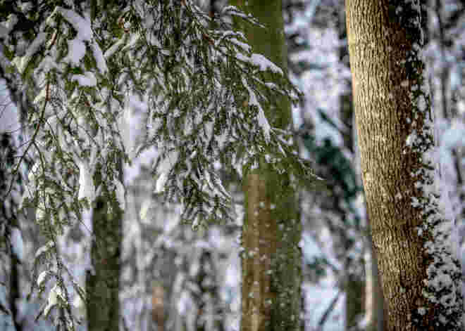 Spaziergang im Wald...
