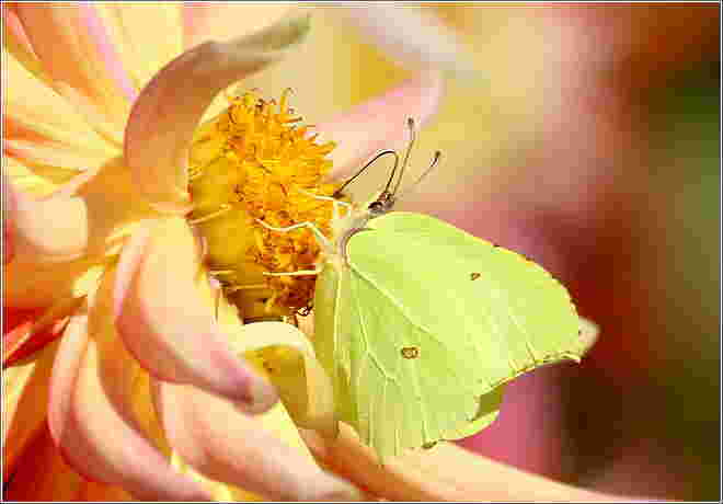 * Herbstfarben in pastell *