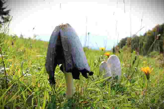 Tintlinge in der Herbstwiese