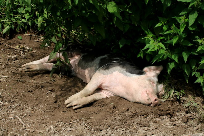 Ein Schläfchen in Ehren......