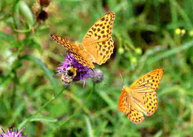 Ich will auch auf diese Distel