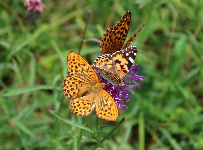 Ausreichend Nektar für alle