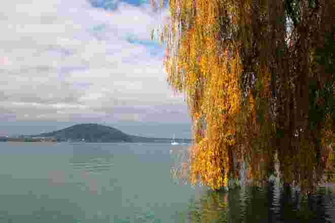 Herbstliche Trauerweide am Ufer