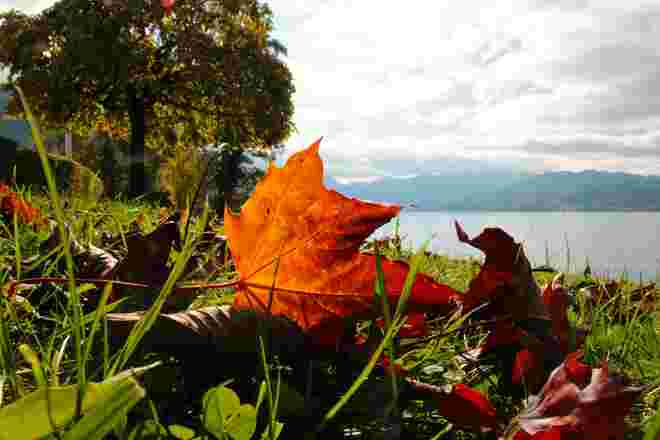 Bunte Herbstblätter