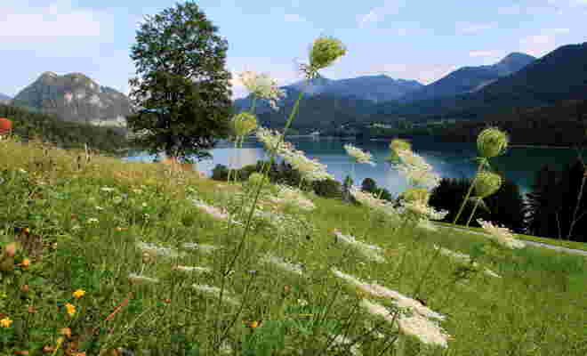 Ein sommerlicher Blick über die wilde Möhre - Fuschlsee