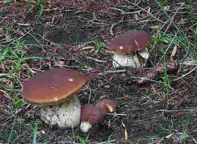 Fichtensteinpilze