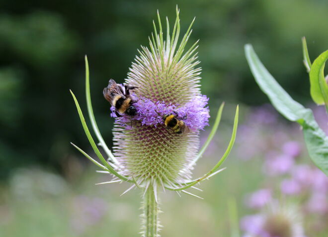 Zwei Hummeln, die sich auf der Karde tummeln