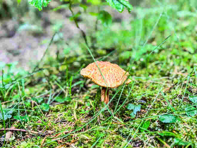 Schätze des Waldes