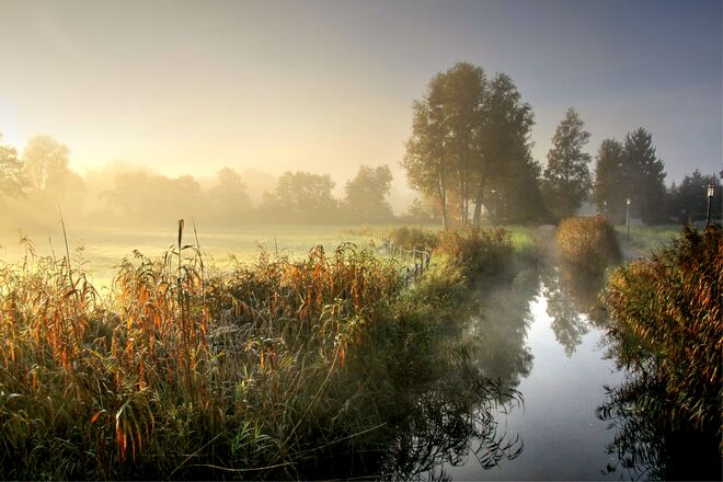 Herbstliche Nebelstimmung am Morgen im Naturschutzgebiet am Obertrumer See 