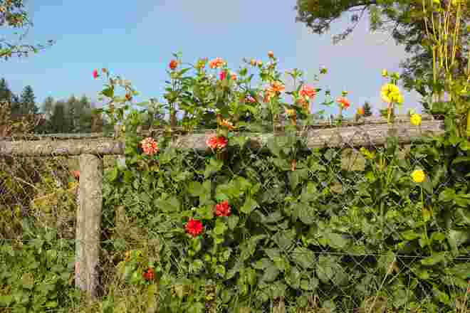 Dahlien in einem Bauerngarten