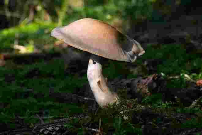 Ein kleines Schwammerl im Wald