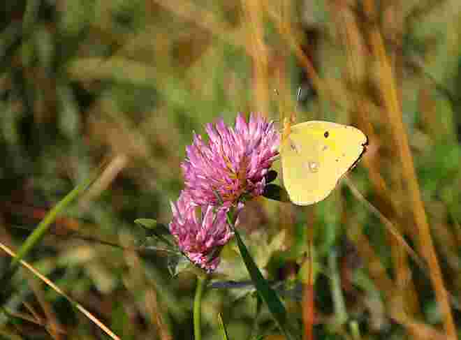 Goldene Acht in der Herbstsonne