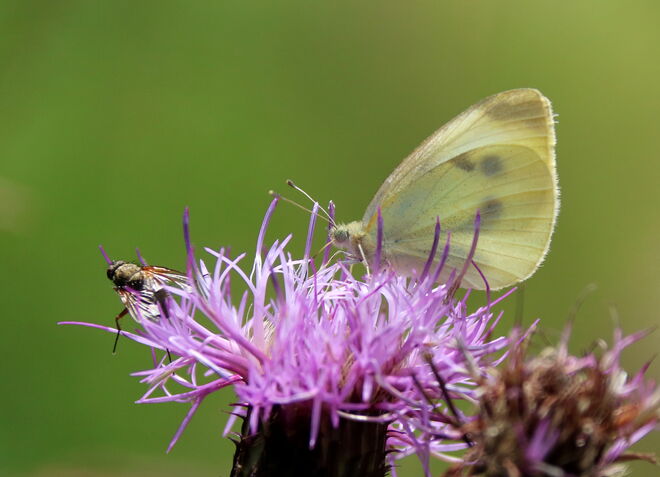 In dem Dschungel herumklettern will gelernt sein
