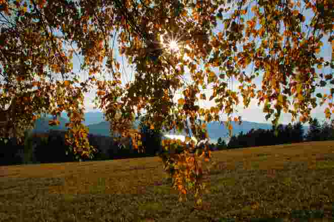 Unter der Birke stehen..
