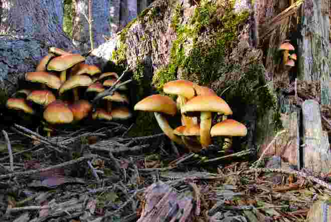 Schwammerldorf im Altholz