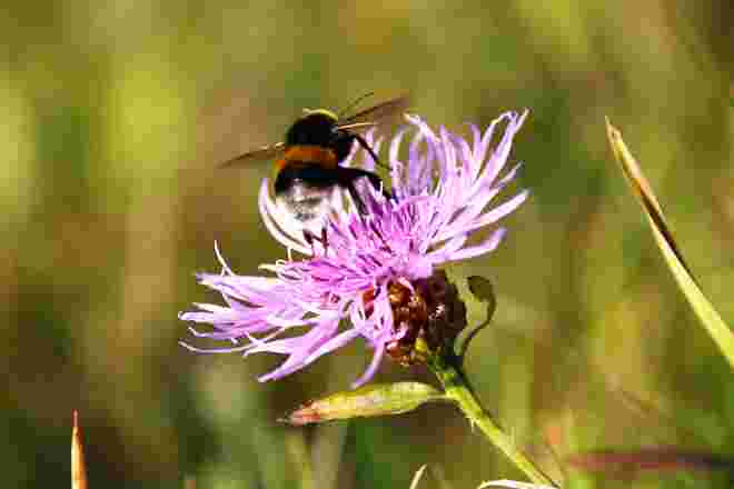 Eine Hummel auf der Flockenblume