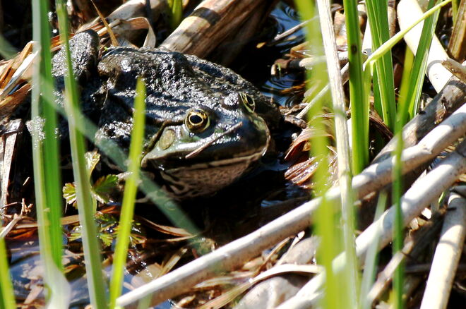 "kuschelig warm, in der Mittagssonne"