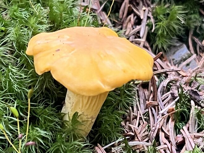 Ein Schwammerl steht im Walde…..