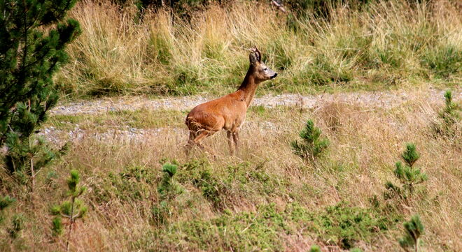 Plötzlich stand er da