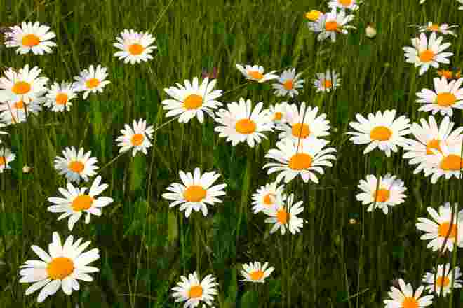 Margeriten in der Wiese