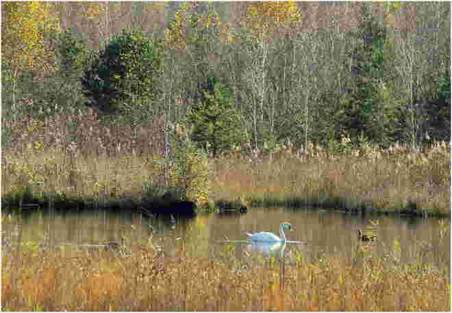 * eine herbstliche Runde im Moor *
