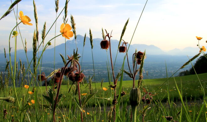 Durch die Blumenwiese g'schaut