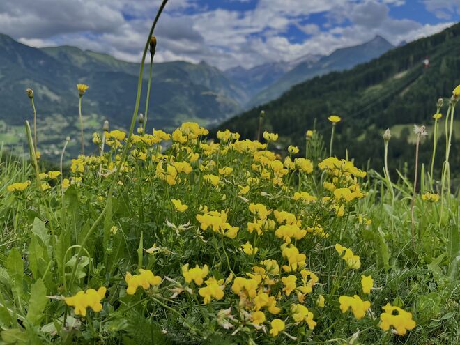 Lotus Corniculatus - Gewöhnlicher Hornklee