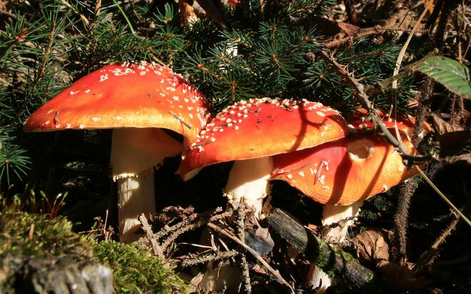 Noch einmal Glücksbringer