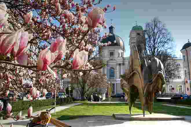 Die schönen Magnolienblüten am Makartplatz heute vormittag
