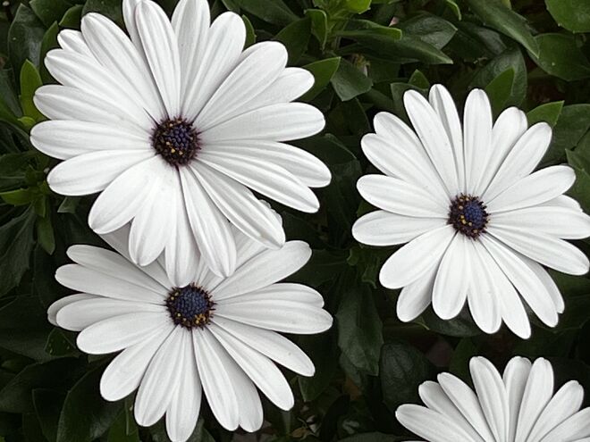 Sie strahlen mich wieder an…..