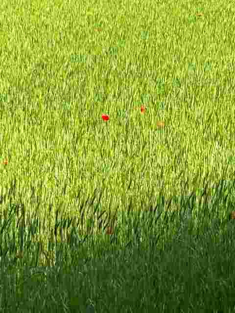 Ein Monet?