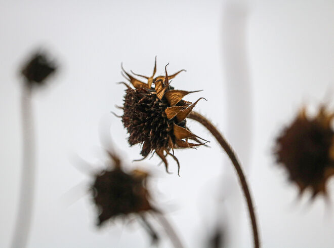 Sonnenblumen im Jänner...