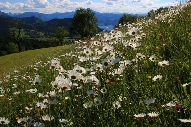 Ein Margeritenstreifen...