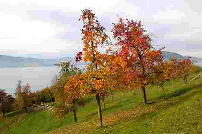 Birnbäume im Herbstkostüm