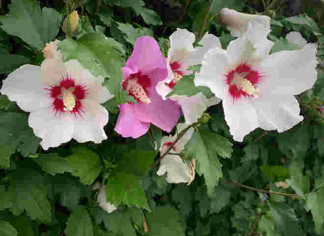 Mittendrin