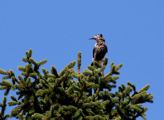 Immer den Überblick bewahren - ein Zirbenhäher