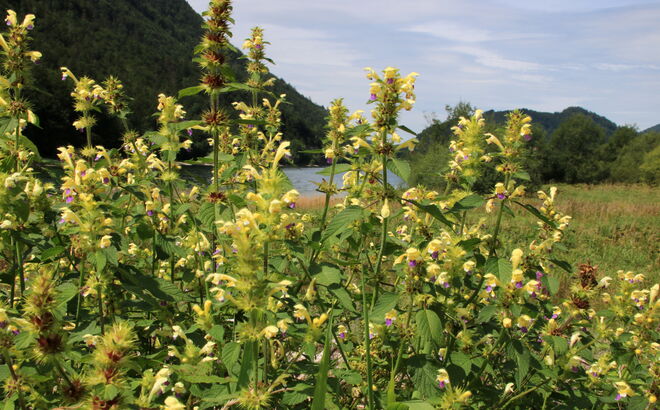 Goldnesseln säumen den Weg