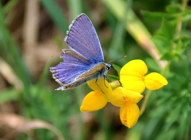 Kleiner Bläuling - ein wenig ramponiert