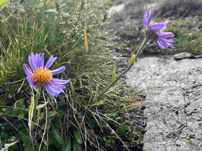 Alpen-Aster