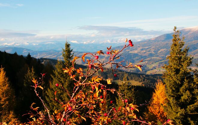 Rosenfrüchte auf der Höhe