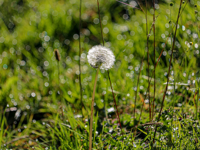 Löwenzahn im September...