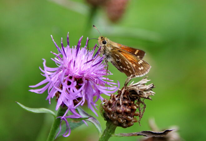 Distel und Dickkopffalter