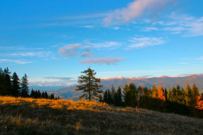 Wenn Bäume schlafen gehen