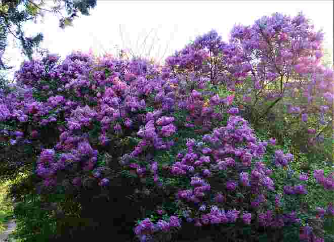 Fliederblüte