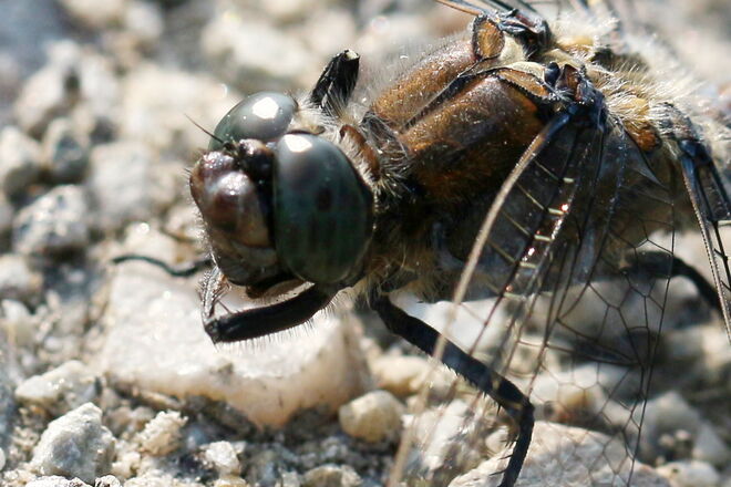 Zwiegespräch für ein Foto