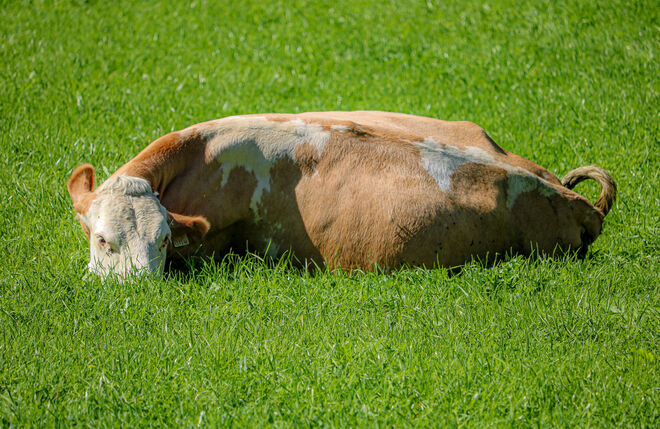 und Kühe sind nicht neugierig...