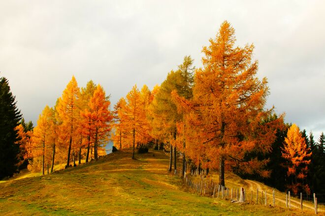 Wenn Bäume brennen wollen