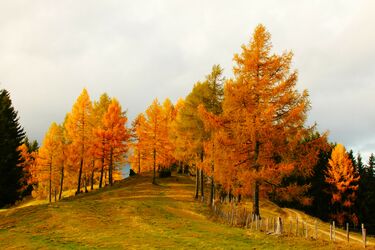 Wenn Bäume brennen wollen