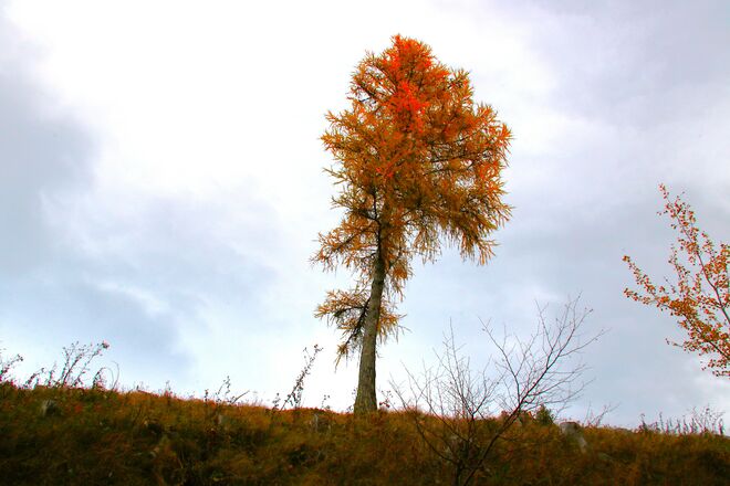 Wenn Bäume mit dem Wind diskutieren