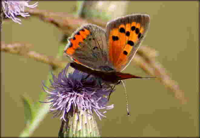 * Feuer auf der Distel *